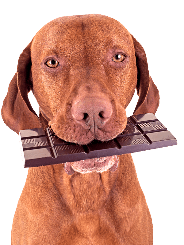 Labrador with chocolate bar