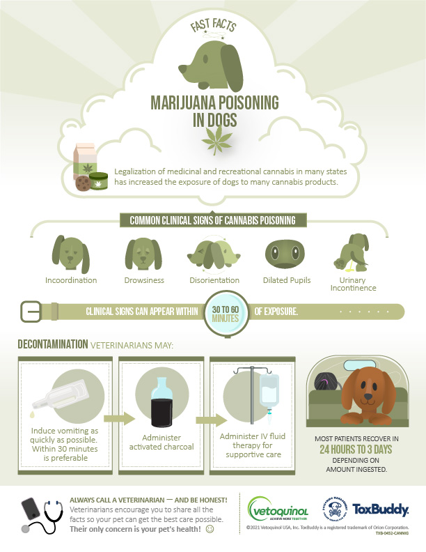 Marijuana poisoning in dogs